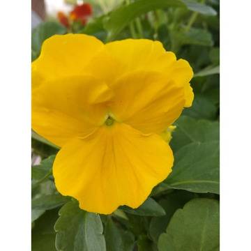 Viola теменужка жълта