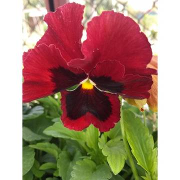 Виола едроцветна теменужка за градината