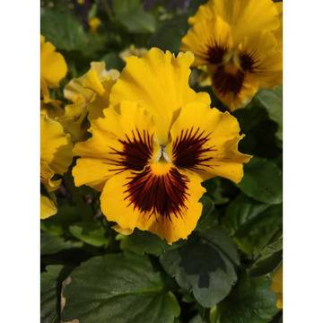 Продажба и грижа на декоративни растения