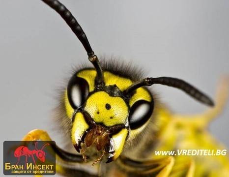 Разберете кога хапят и кога жилят осите!