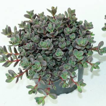 Седум Sedum cauticola Lidakense