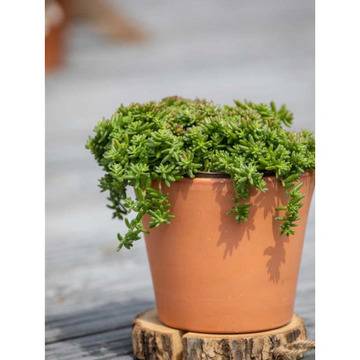 Седум Sedum album Coral Carpet