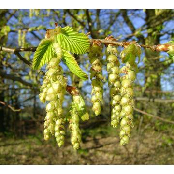 CARPINUS карпинус (габър)