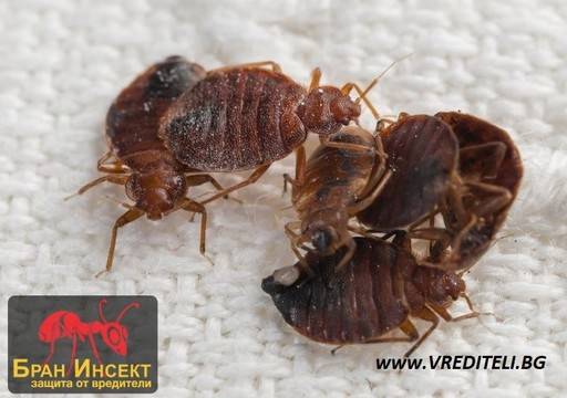 Методи за борбата с дървеници с помощта на народната медицина.