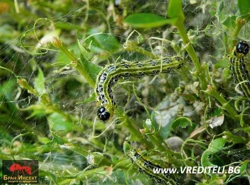 Методи за защита на чемшира от гъсеници и други натрапници
