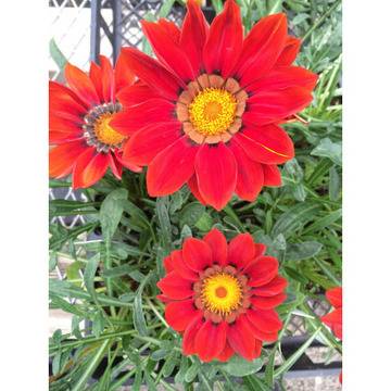 Gazania new day red Газания