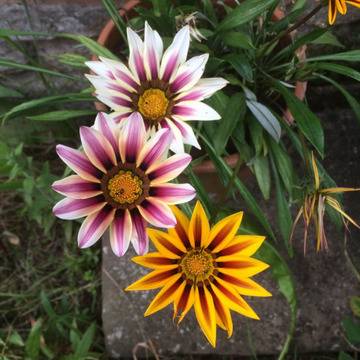 Gazania Tiger Газания