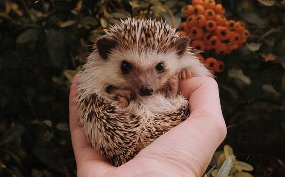 Днес, 2 февруари, е Националният ден на таралежа