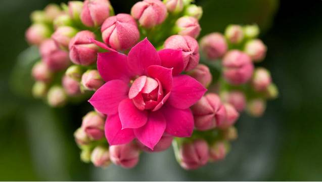 Днес, 2 февруари, е обявен като ден за по-голяма информираност за заболяването ревматоиден артрит (РА)