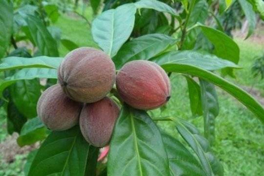 Надежда за милиони по целия свят: Тези плодове убиват рака в рамките на 1 минута!