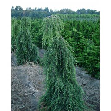 Tsuga canadensis „Pendula“ ТЦУГА