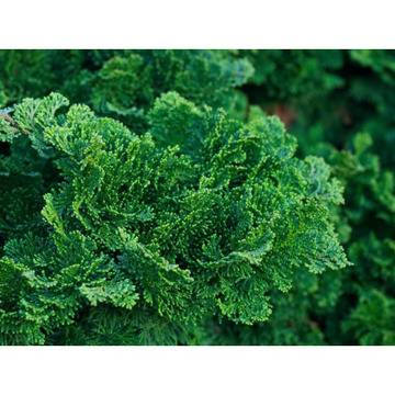 Chamaecyparis obtusa „nana Gracilis“ ХАМЕЦИПАРИС