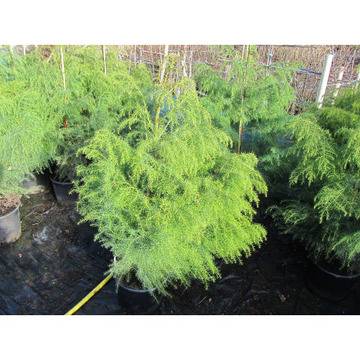 Cryptomeria japonika „Elegans“ КРИПТОМЕРИЯ (японски кедър)
