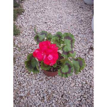 ПЕЛАРГОНИУМ МОЛЛОВКА ГРАДИНСКИ БАЛКОНСКИ