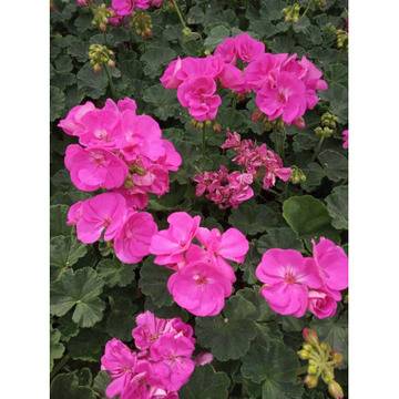 Pelargonium Моловка