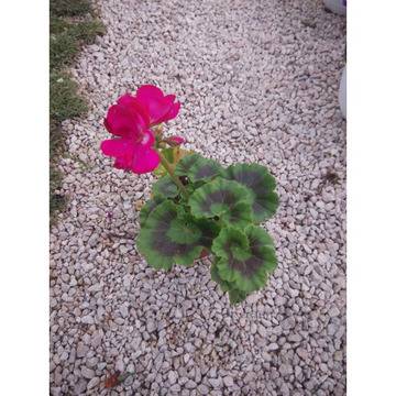 ГРАДИНСКИ БАЛКОНСКИ ПЕЛАРГОНИУМ МОЛЛОВКА