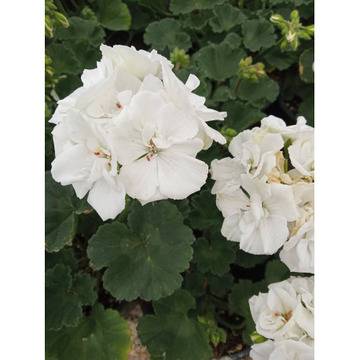 Pelargonium Моловка