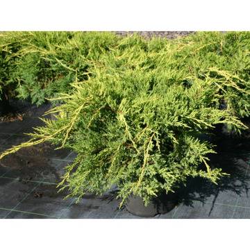 ЮНИПЕРУС иглолистни растения за вашата градина