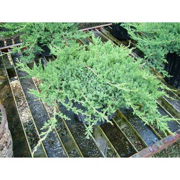 ЮНИПЕРУС иглолистни растения за вашата градина