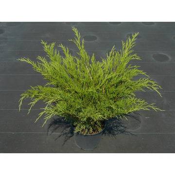 ЮНИПЕРУС иглолистни декоративни растения за вашата градина