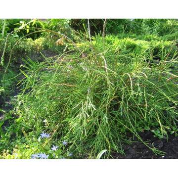 ТУЯ ФИЛИФОРМИС