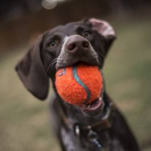Медальони за домашни любимци