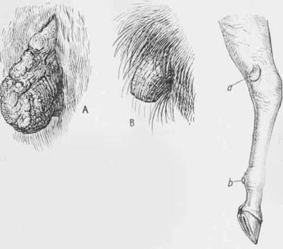 Кестени по краката на конете
