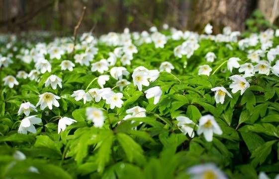 Дневен хороскоп за 03 март 2021г. – Хороскопи за всяка зодия – народна медицина, здраве, астрология, съдби, секс и зодии