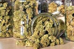 Спипаха борса за марихуана в Търново