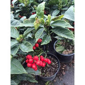 Аукуба за градината декоративни храсти за двора.