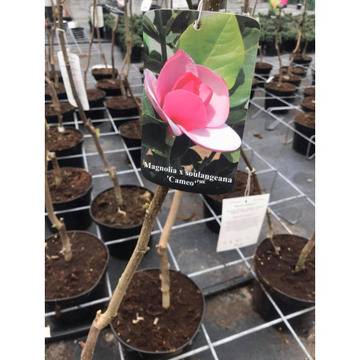 Magnolia Cameo Магнолия