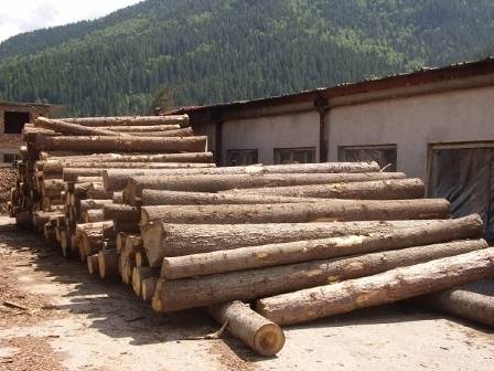 Внезапна акция на ИАГ разкри нарушения в складове за дървесина в Разложко