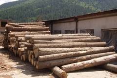 Внезапна акция на ИАГ разкри нарушения в складове за дървесина в Разложко