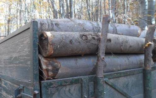 Дръзко нападение край Разлог! Нарушител атакува горски с нож