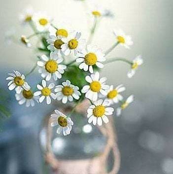 “Честита първа пролет!