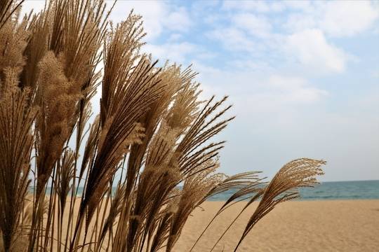 На морския бряг (фотогалерия)