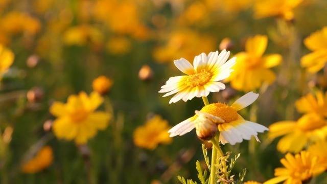 Дневен хороскоп за 26 март 2021г. – Хороскопи за всяка зодия – народна медицина, здраве, астрология, съдби, секс и зодии