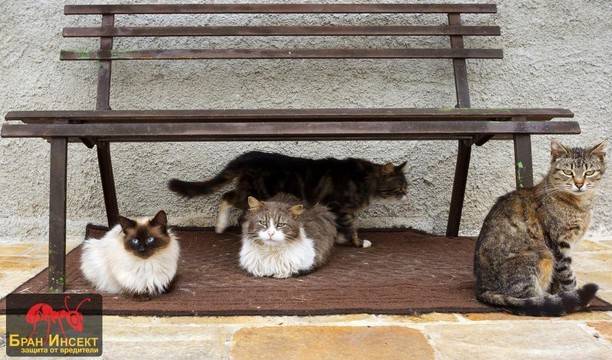 Няколко начина да изгоните котките от градината и двора с билки, народни методи и препарати?