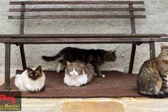 Няколко начина да изгоните котките от градината и двора с билки, народни методи и препарати?