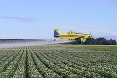 Земеделското министерство разреши използването на отровен продукт за картофи