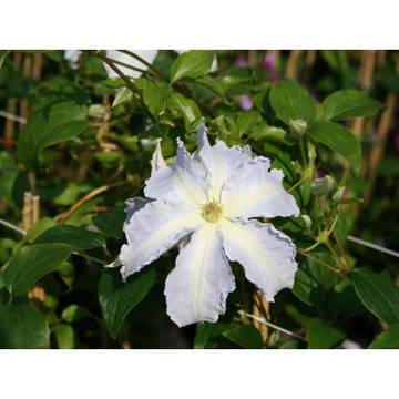 Клематис (Lech Walesa)