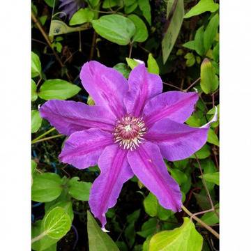 Клематис (Clematis Baltic)