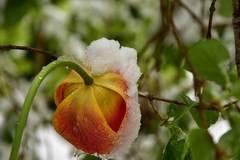 Зимата се завръща за кратко