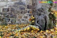 Ако намерите момичето на тази снимка, вашият IQ е над средния