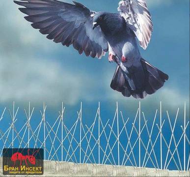 Методи за прогонване на гълъби от покриви и тавански помещения