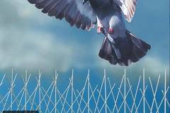 Методи за прогонване на гълъби от покриви и тавански помещения