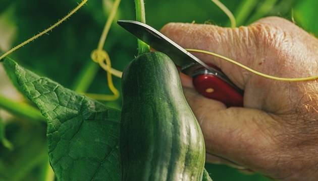 Знаете ли, че краставицата е враг №1 на болестите