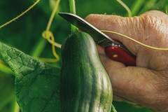 Знаете ли, че краставицата е враг №1 на болестите