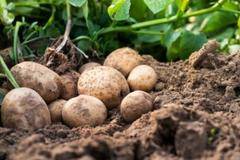 Българският картоф се подправял със забранена в ЕС отрова