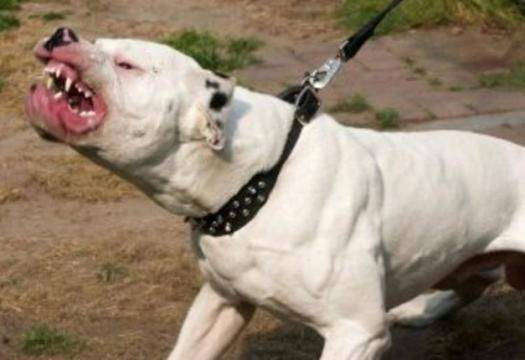 Нечувана наглост от собственичката на питбула, нахапал дете
